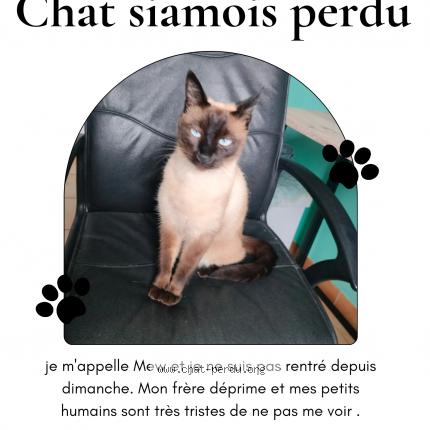 Photo 1/1 Mew Chat lost in Aubagne