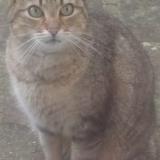 Picture of cat lost at Epinal 88000