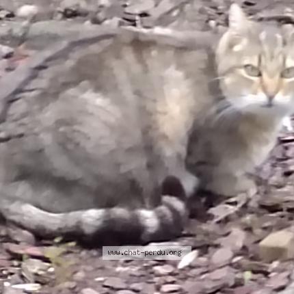 Photo 2/2 Brownies Chat lost in Epinal 88000