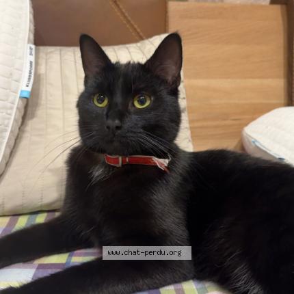 Foto 1/1 Wiedergefundene Katze Verloren in Petange