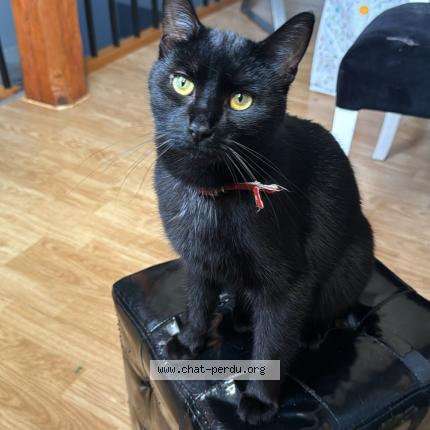 Foto 1/1 Wiedergefundene Katze Verloren in Petange