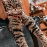 Picture of cat lost at Chamonix Mont Blanc