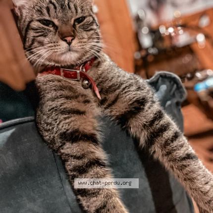 Photo 1/1 mckellar queennie Chat lost in Chamonix mont blanc