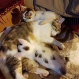 Picture of cat lost at Avesse