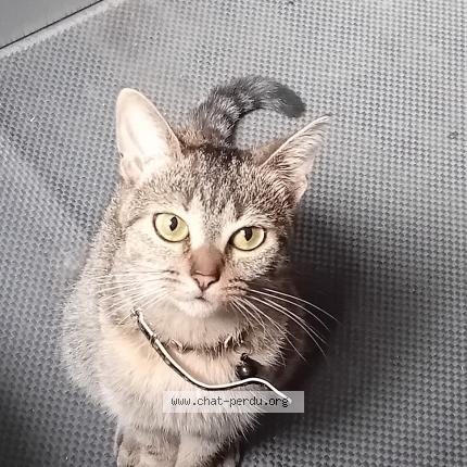 Photo 1/1 Cat reunited Lost in Valenciennes