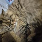 Picture of cat lost at Montpont En Bresse