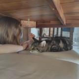 Picture of cat lost at Saint Germain Des Pres