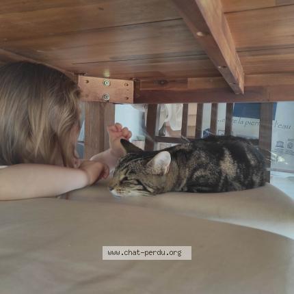 Photo 1/1 Nouméa Chat lost in Saint germain des pres