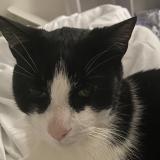 Picture of cat lost at Chateaubernard