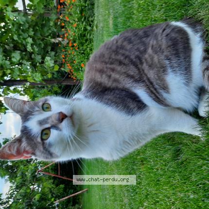 Photo 1/1 Yuki Chat lost in Bussy sur moudon