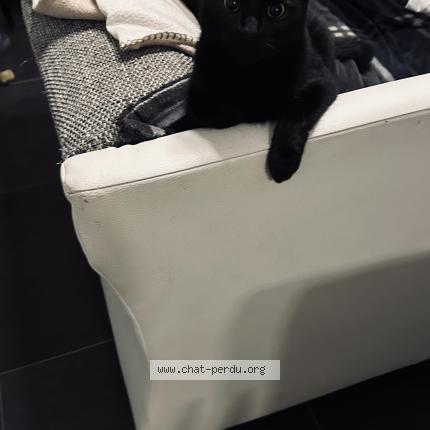 Foto einer verlorenen Katze in Beaufort