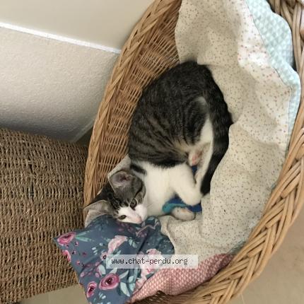 Foto 1/1 Wiedergefundene Katze Verloren in Oron La Ville