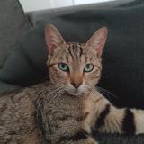 Picture of cat lost at Clermont L Herault