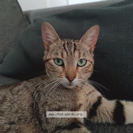 Photo 1/1 Gaspard Chat lost in Clermont l herault