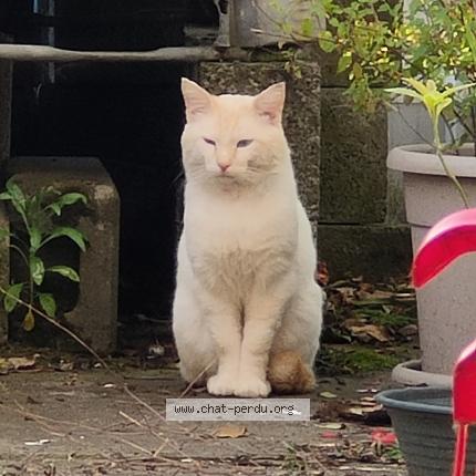 Photo 1/1 Found cat Found in Perenchies