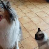 Picture of cat lost at Angers