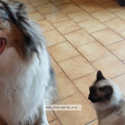 Photo 1/2 Moon Chat lost in Angers