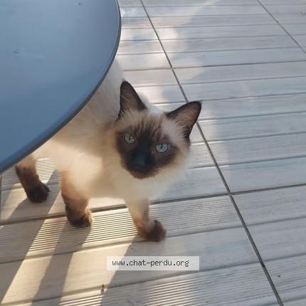 Photo 2/2 Moon Chat lost in Angers