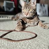 Picture of cat lost at Beaumont Sur Oise