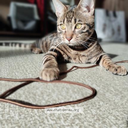 Photo 1/1 Lockii Chat lost in Beaumont sur oise