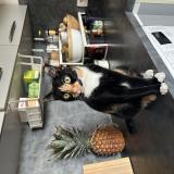 Picture of cat lost at Biot