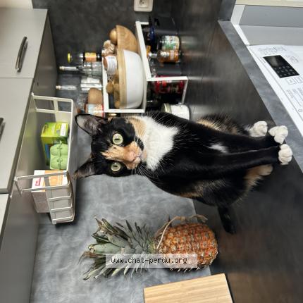 Photo 1/1 Roxy Chat lost in Biot