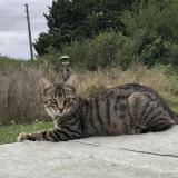 Picture of cat lost at Le Bardon