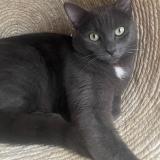 Picture of cat lost at Tourcoing