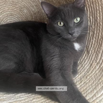 Photo 1/1 Cesar Chat lost in Tourcoing