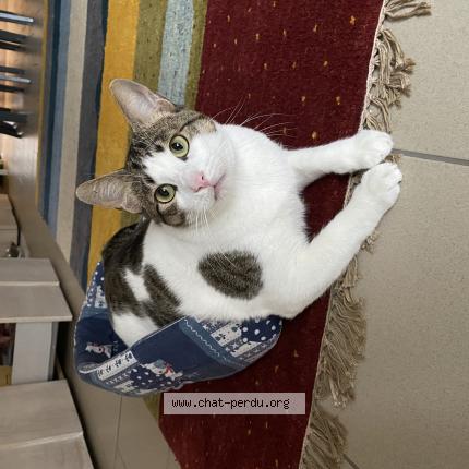 Foto 1/1 Kat teruggevonden Vermist in Wavre