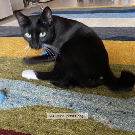 Foto 1/1 Kat teruggevonden Vermist in Wavre
