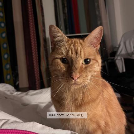 Foto van vermiste kat in Grivegnee Bas