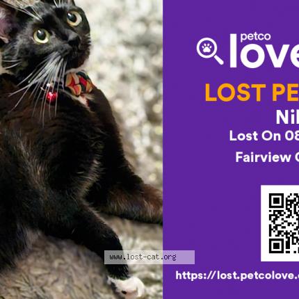 Photo 1/1 Nikki Chat lost in Fairview oregon