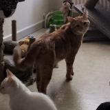 Picture of cat lost at Vesoul