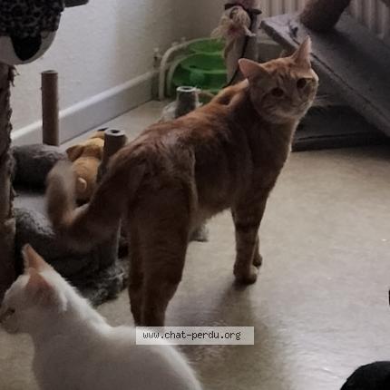 Photo 1/1 Patoche Chat lost in Vesoul