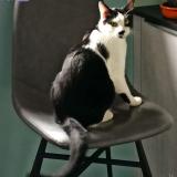 Picture of cat lost at Molsheim