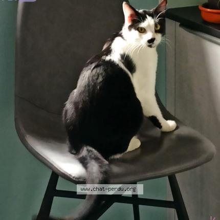 Photo 1/1 Teddy Chat lost in Molsheim