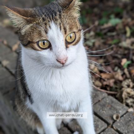 Photo 1/1 Root Chat lost in Verrieres en anjou