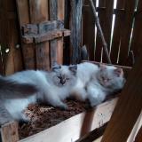 Picture of cat lost at Balagny 60300