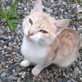 Picture of cat lost at Montrejeau