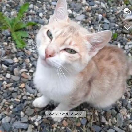 Photo 1/1 Crevette Chat lost in Montrejeau