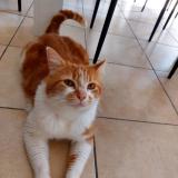 Picture of cat lost at St Andre De Cubzac