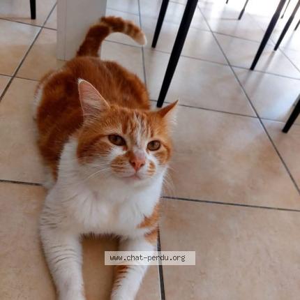 Photo 1/1 Cat reunited Lost in St andre de cubzac