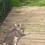 Picture of cat lost at St Andre De Cubzac