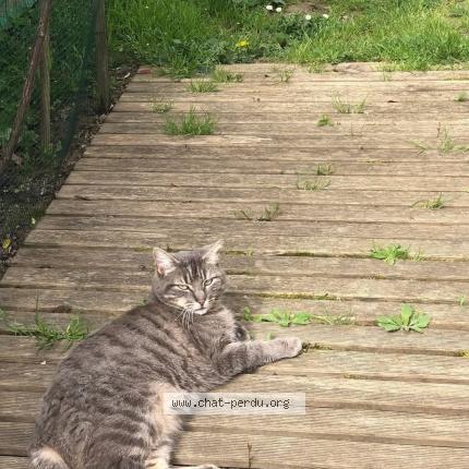 Photo 1/1 Paloma Chat lost in St andre de cubzac