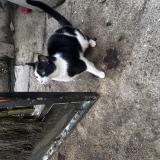 Picture of cat found at Bievres