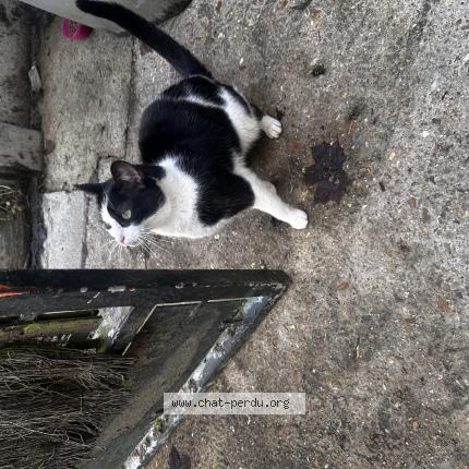 Photo 1/1 Cat reunited Found in Bievres