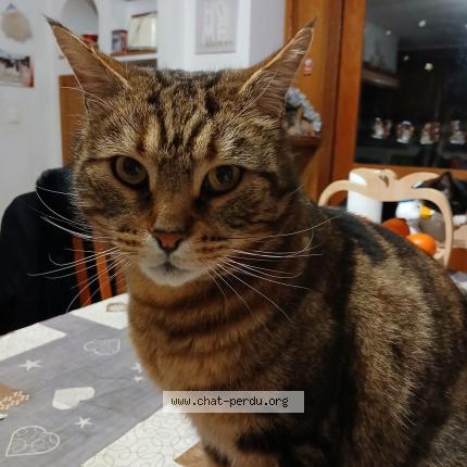 Photo 1/1 Cat reunited Found in Voiron