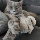 Picture of cat lost at La Chapelle Launay