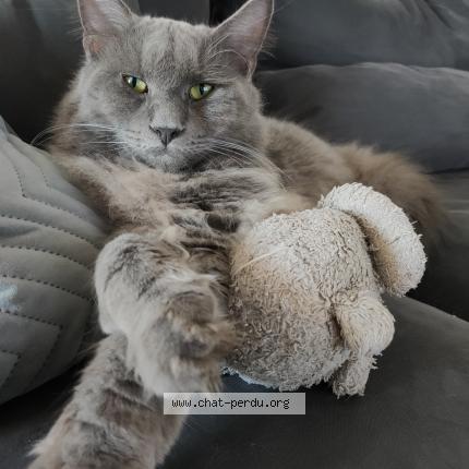 Photo 1/1 Minou Chat lost in La chapelle launay